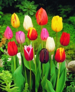 Tulpen Triumph Mix
